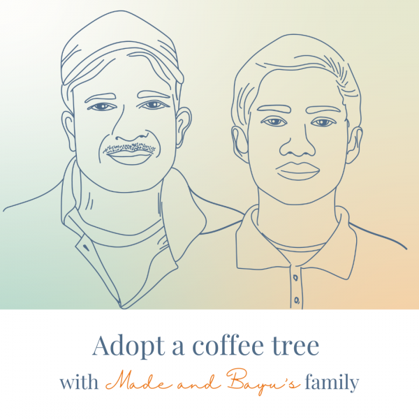 Adoption coffee tree Masama