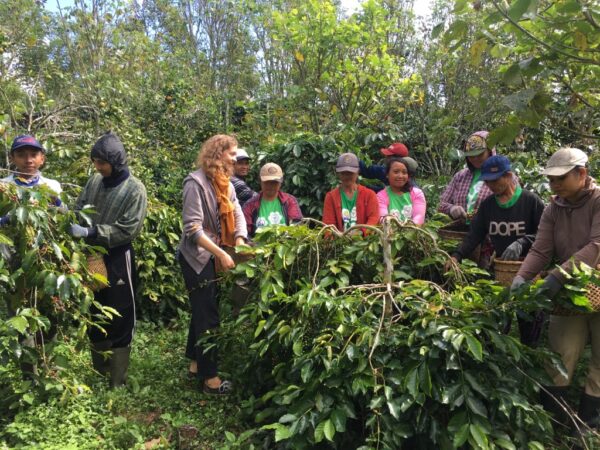 Harvesting coffees with Masama's partners