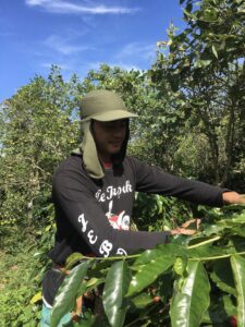Masama-Bayu harvest coffee arabica