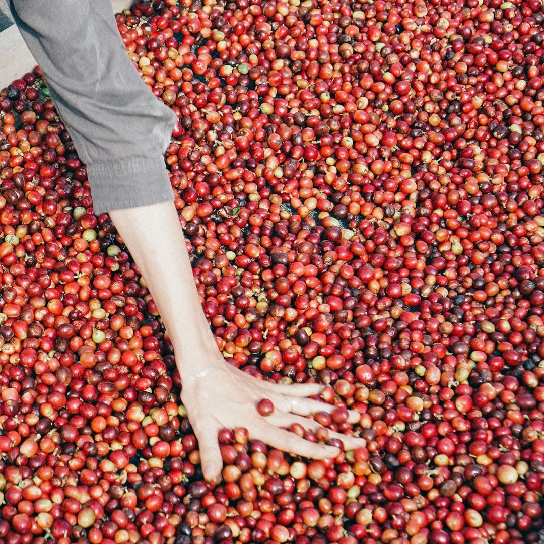 Read more about the article Coffee Cherry, from waste to gluten-free flour