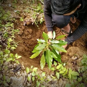 Coffee plantation and Avocado tree