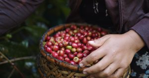 Mature Coffee cherries