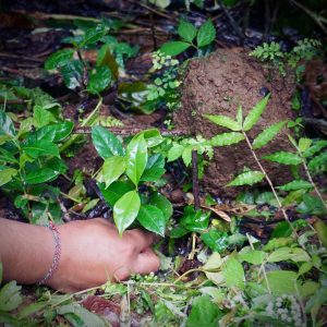 Young coffee tree in plantation